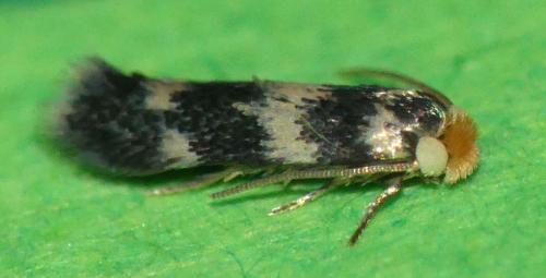 Etainia sp.